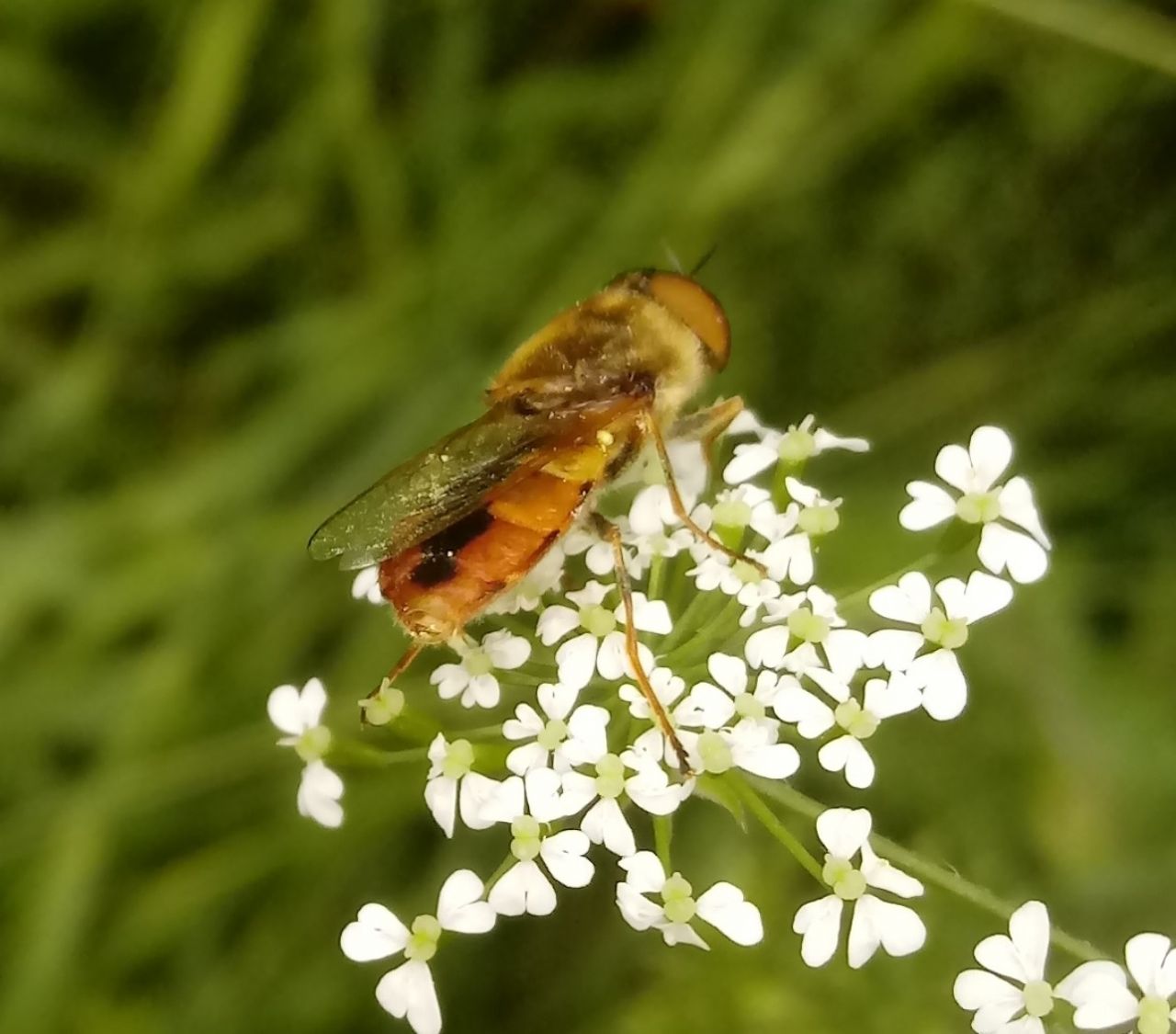 Odontomyia ornata?